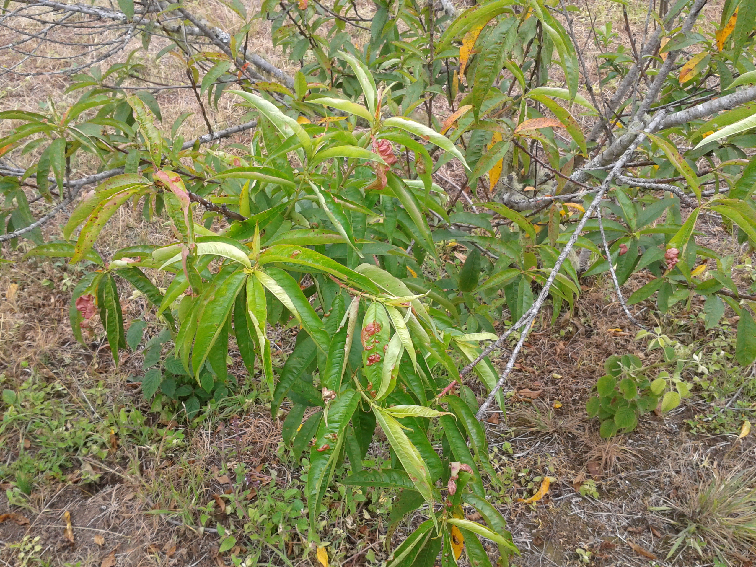 Plant infected with peach leaf curl